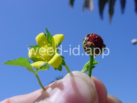 mockstrawberry, Indian